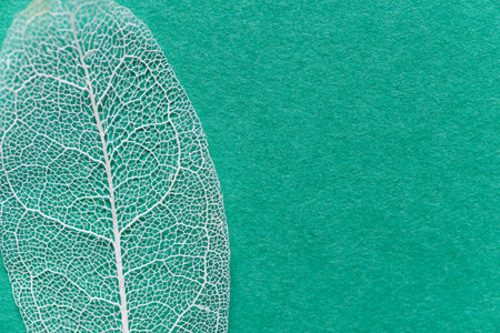 Leaf veins visible through the green background Skeleton leaf