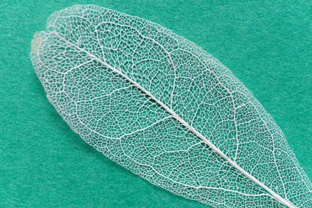 Leaf veins visible through the green background Skeleton leafの写真素材