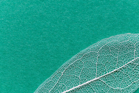 Leaf veins visible through the green background Skeleton leaf