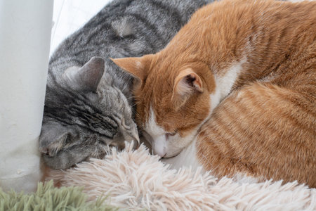 Two cats sleeping by the window