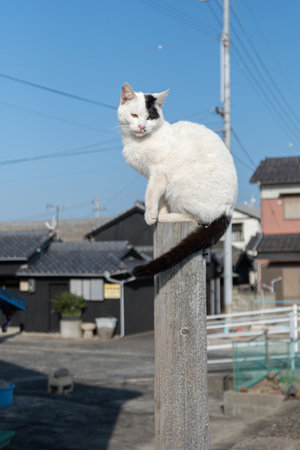 Stray cat playing by climbing a wooden stickの写真素材