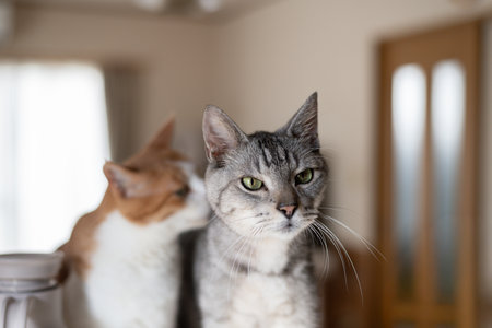 Two cute cats gazing side by sideの写真素材