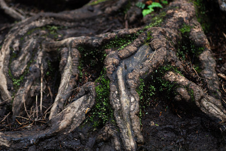 Vibrant tree roots