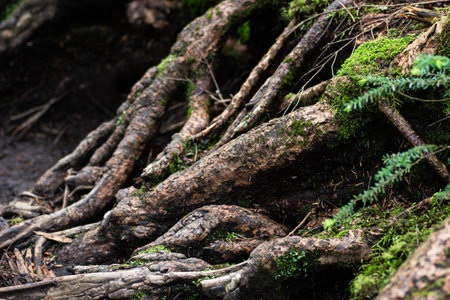 Vibrant tree rootsの写真素材