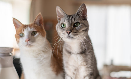 Two cute cats gazing side by side