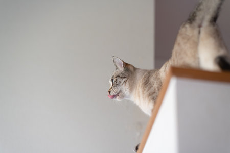 Staring cat Siamese tabby catの写真素材