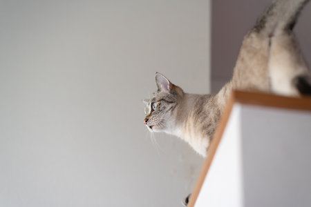 Staring cat Siamese tabby cat