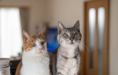 Two cute cats gazing side by sideの写真素材