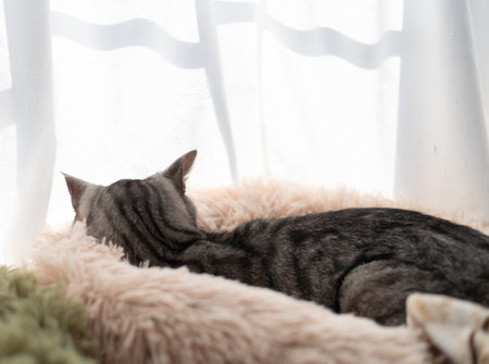 A cat sleeping on the windowsillの写真素材