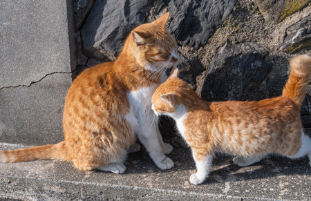 Two stray cats greeting each other