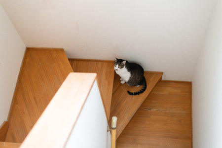 Cute cat sitting and staringの写真素材