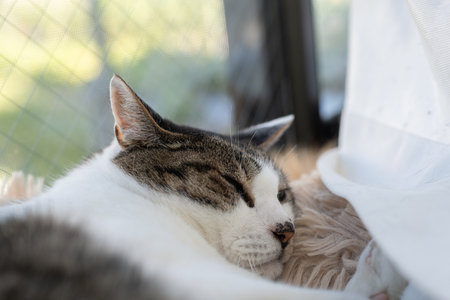 Cute cat relaxing by the windowの写真素材