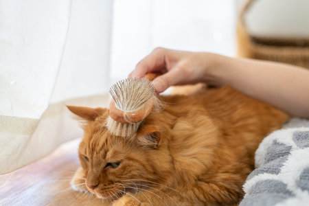 Owner brushing catの写真素材