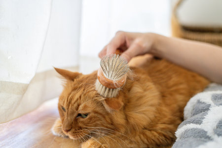 Owner brushing catの写真素材