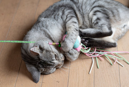 Cute cat playing with a toyの写真素材