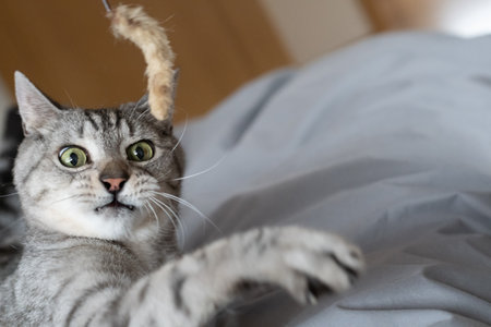 Cute cat playing with a toyの写真素材