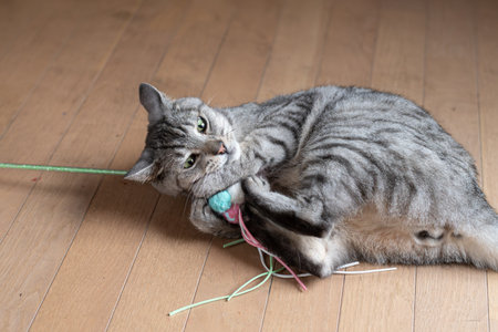 Cute cat playing with a toyの写真素材