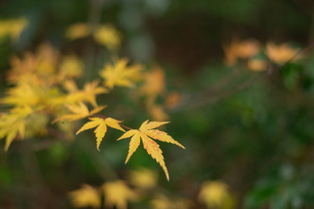 Yellow maple treesの写真素材
