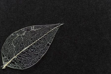 Leaf veins visible against a black background Skeleton leafの写真素材