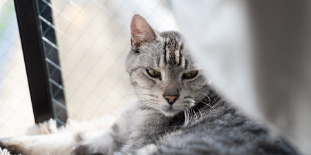 Cute cat staringの写真素材