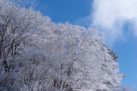 Hoarfrost and blue skyの写真素材