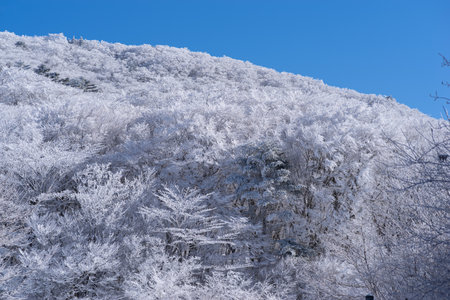 Hoarfrost and blue skyの写真素材