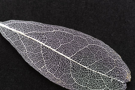 Leaf veins visible against a black background Skeleton leafの写真素材