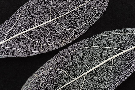 Leaf veins visible against a black background Skeleton leafの写真素材