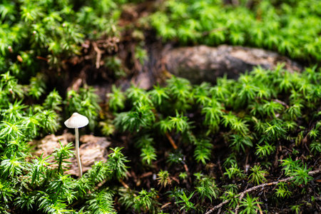 Mushrooms growing on mossの写真素材