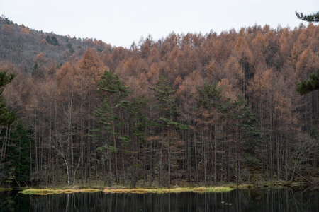 Autumn larch forest and a beautiful pondの写真素材