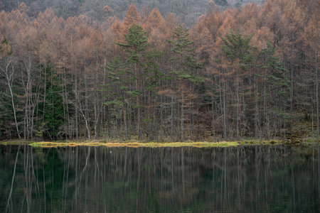 Autumn larch forest and a beautiful pondの写真素材