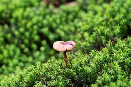 Mushrooms growing on mossの写真素材