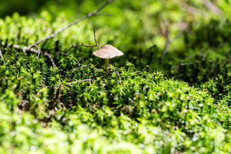 Mushrooms growing on mossの写真素材
