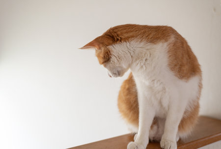 Cute cat sitting and staringの写真素材