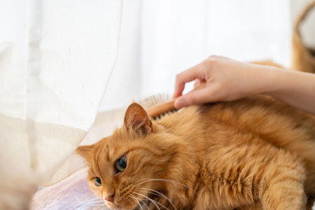 Owner brushing catの写真素材