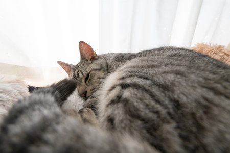 Cute cat sleeping by the windowの写真素材