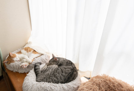Two cats sleeping by the window