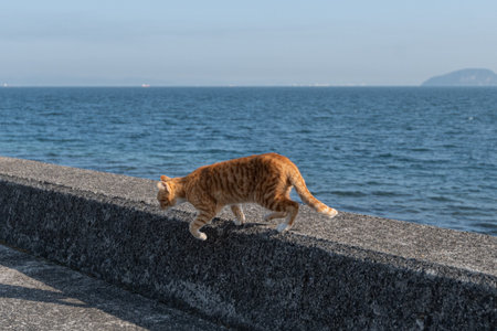 A cute brown tabby cat walking on the bankの写真素材