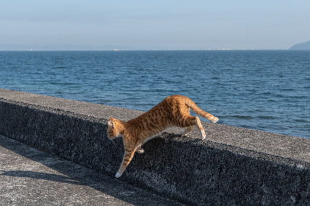 A cute brown tabby cat walking on the bankの写真素材