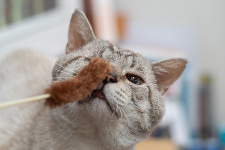 Cats that don't play with toysの写真素材