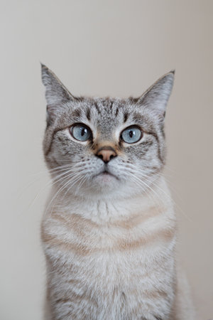 Staring cat Siamese tabby catの写真素材