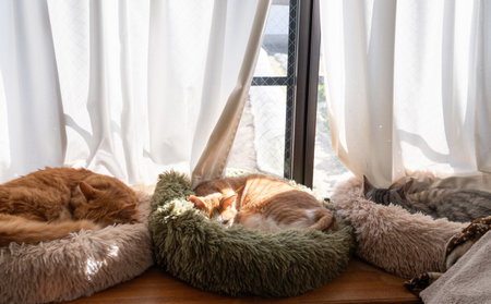 Three cats sleeping by the window
