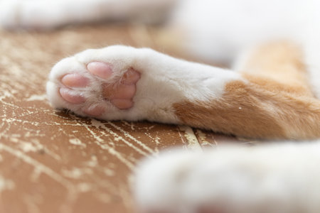 Cute cat paws