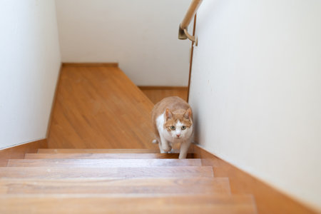 Cute cat climbing the stairsの写真素材