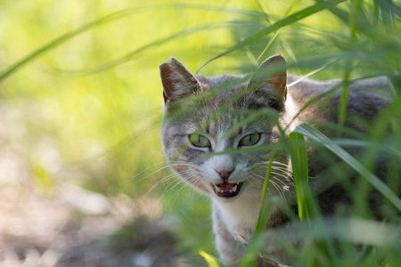 Cute cat peeking out from the grass
