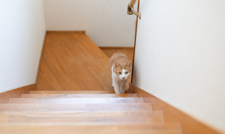 Cute cat climbing the stairsの写真素材