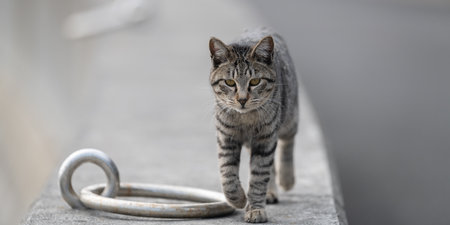 Cat walking on the embankment