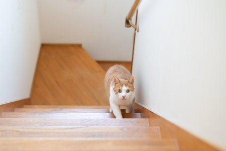 Cute cat climbing the stairsの写真素材