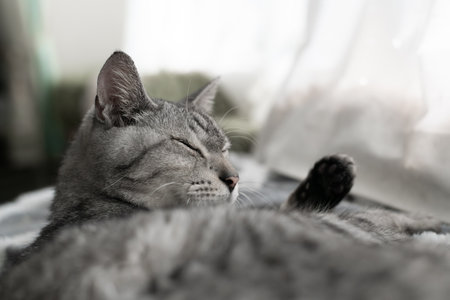 Cute cat sleeping by the windowの写真素材