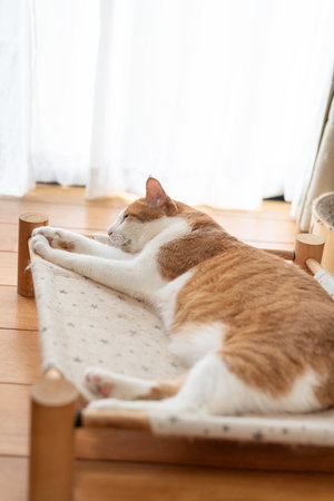 Cute cat relaxing indoorsの写真素材